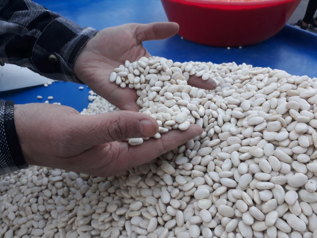 Bakliyatlar tezgahlarda boy gösteriyor