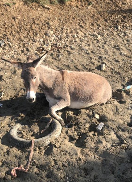 Bataklığa saplanan eşek kurtarıldı