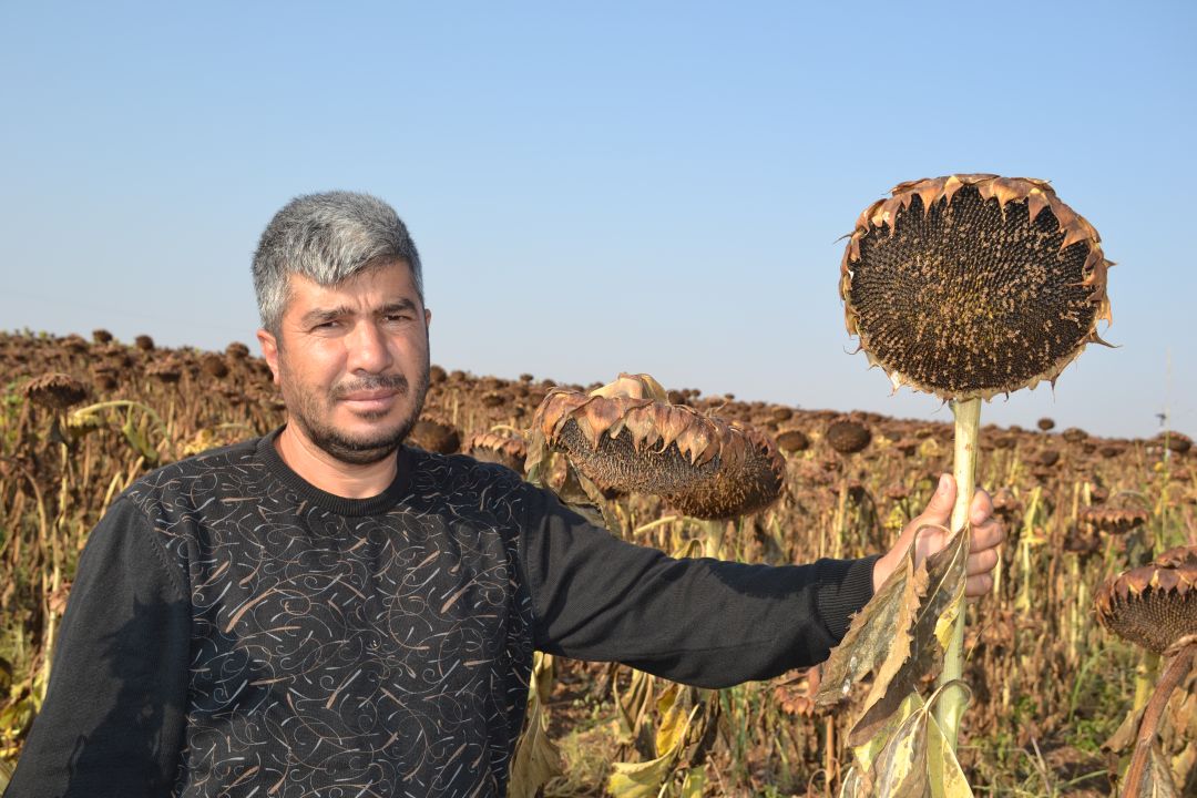 “Bölgemiz ayçiçeği ekimine uygun”