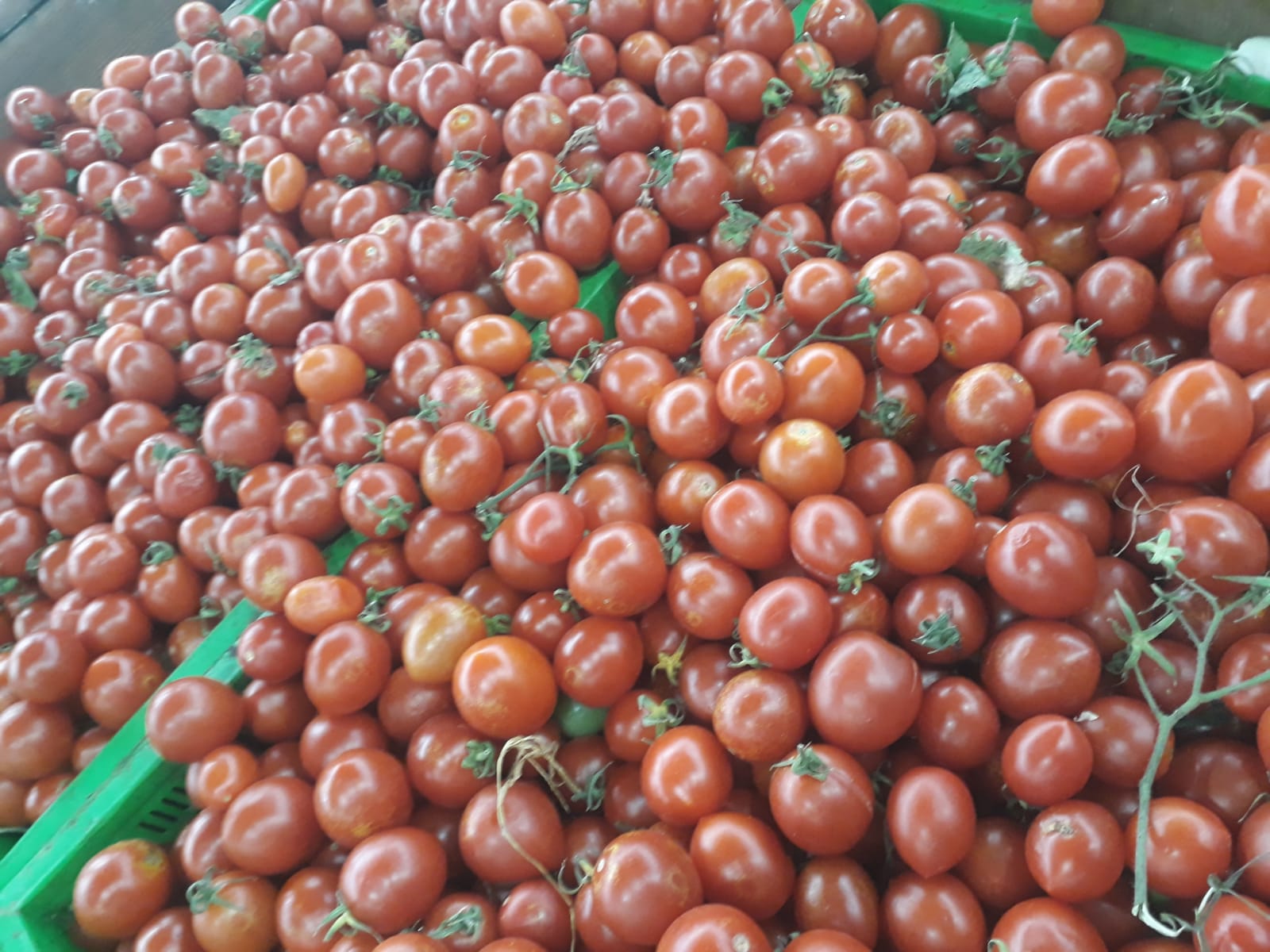 Çeri domatesin fiyatı yükselişte