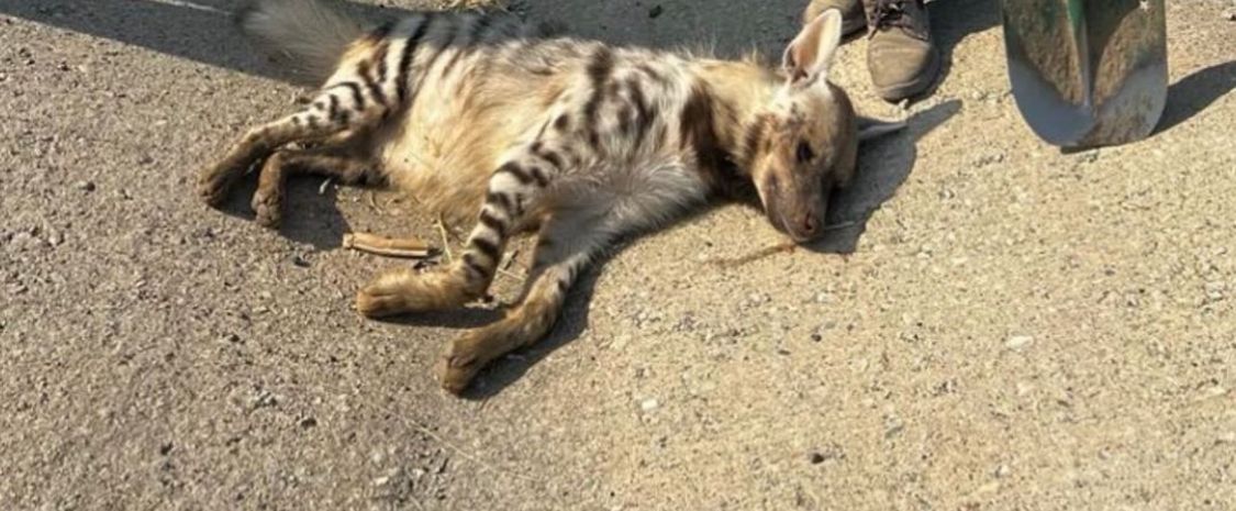 Çizgili sırtlan ölü bulundu