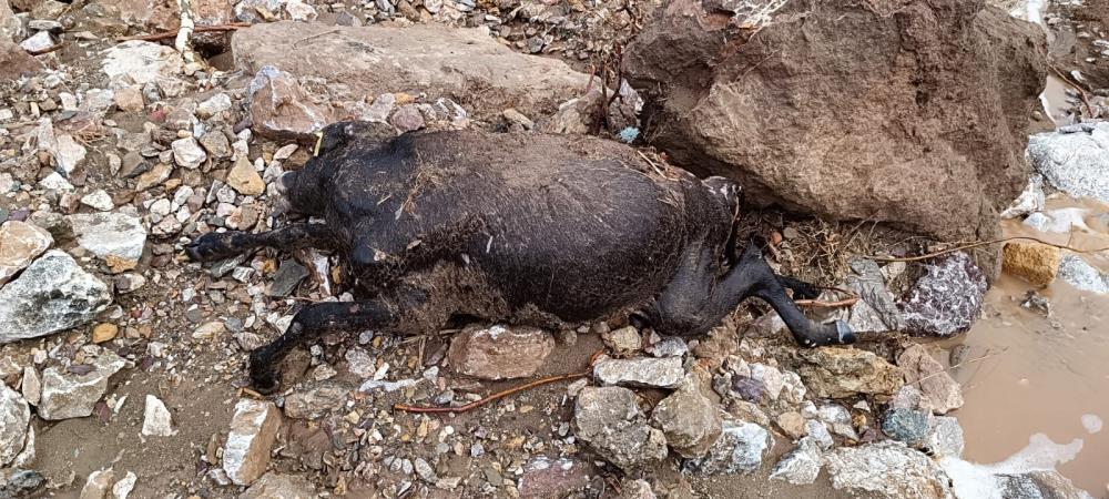 Hayvanlar telef oldu