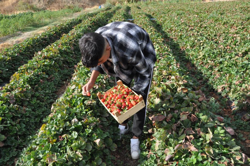 Sason çileğinde yılın son hasadı başladı