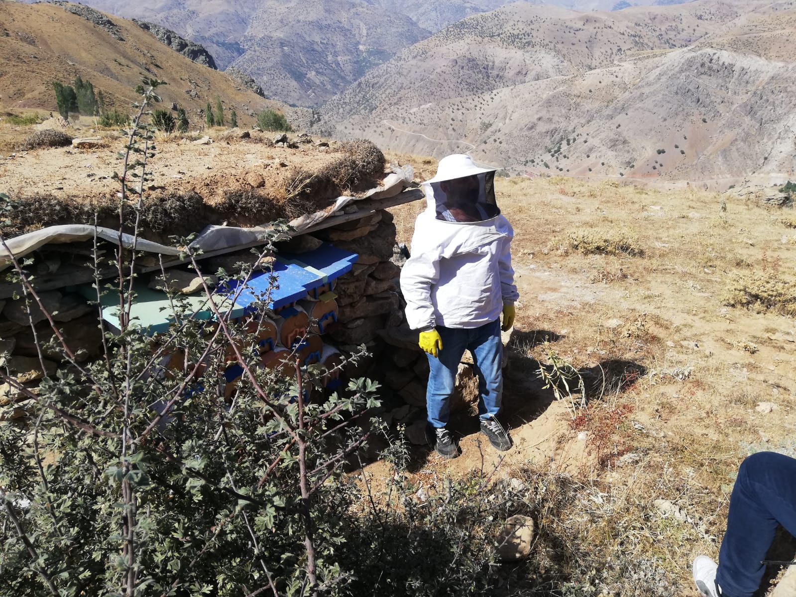 Sason’da bal hasadı başladı