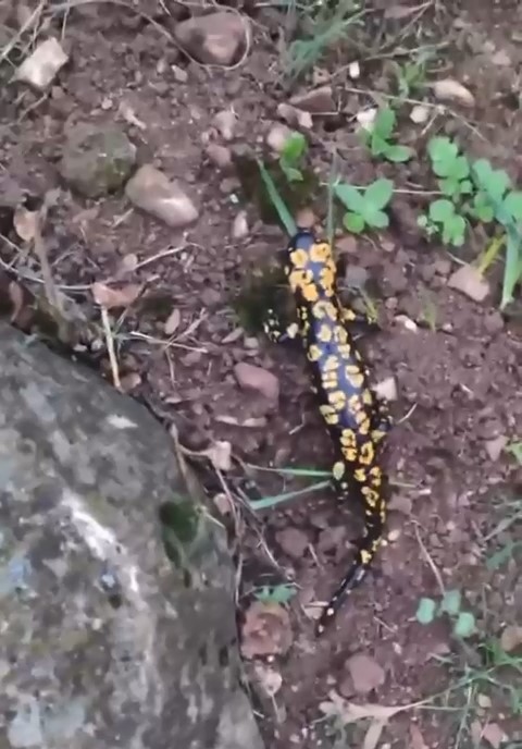 Anadolu semenderi görüldü