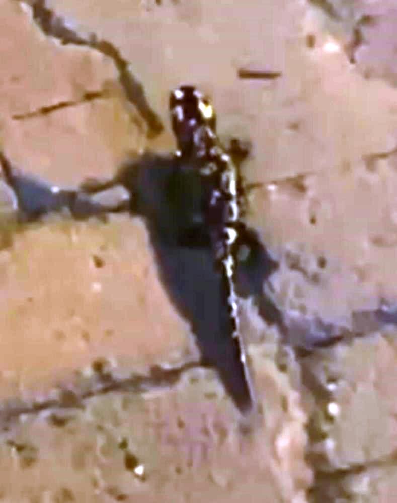 Batman’da sarı benekli  semender  