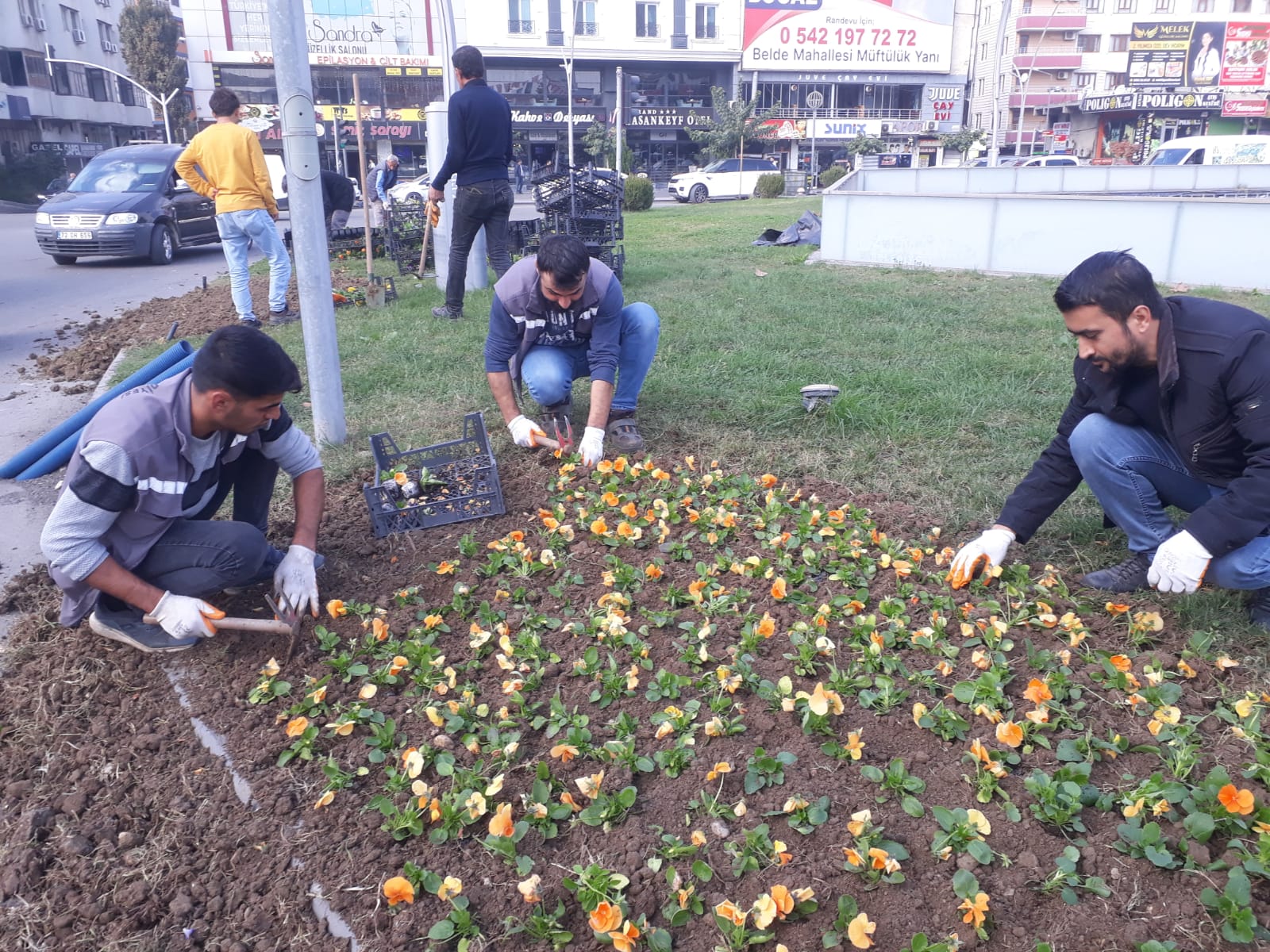Refüj ve göbeklere kış çiçekleri