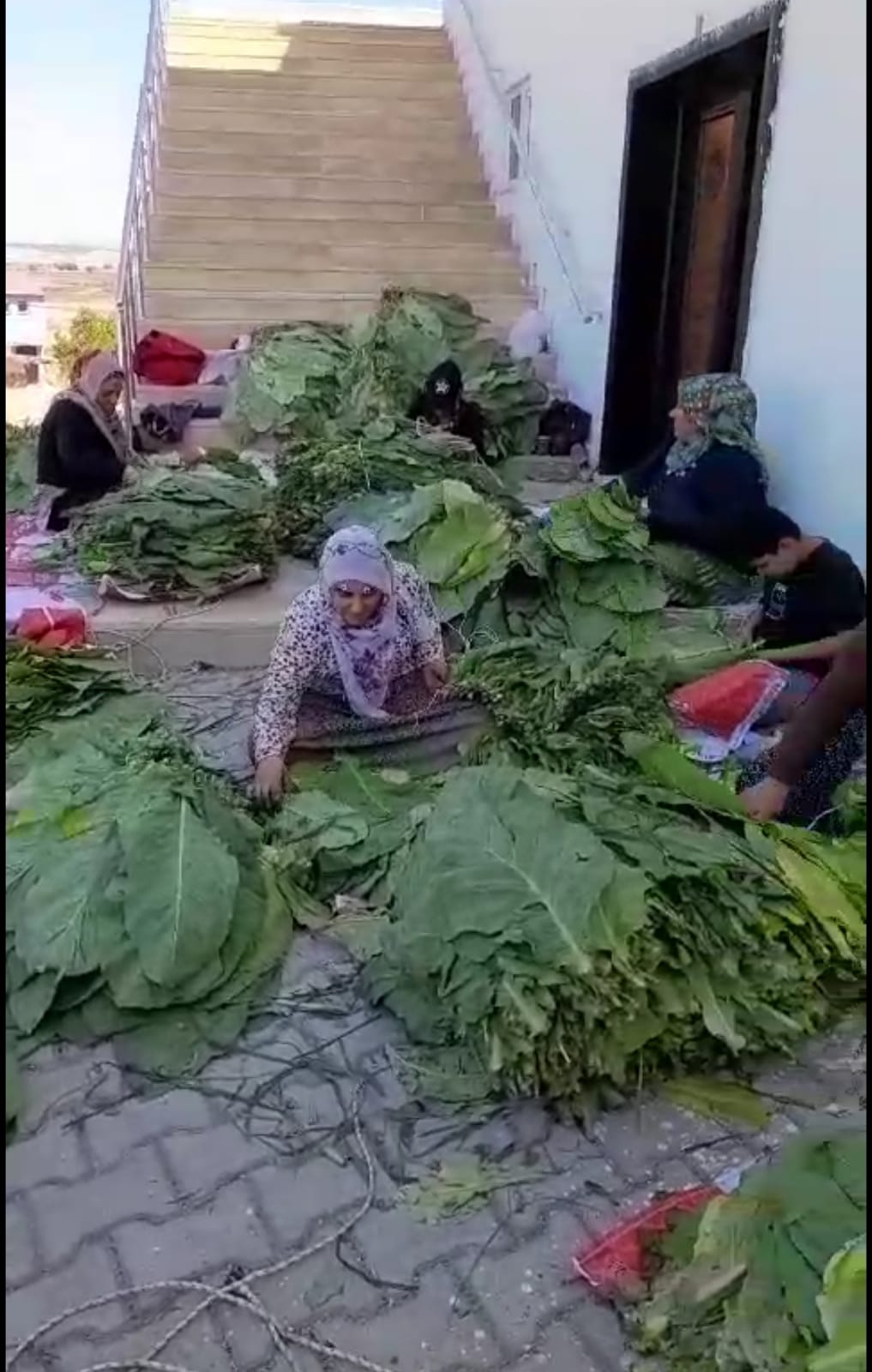 TÜTÜN EKİCİLERİNDE HAYAL KIRIKLIĞI