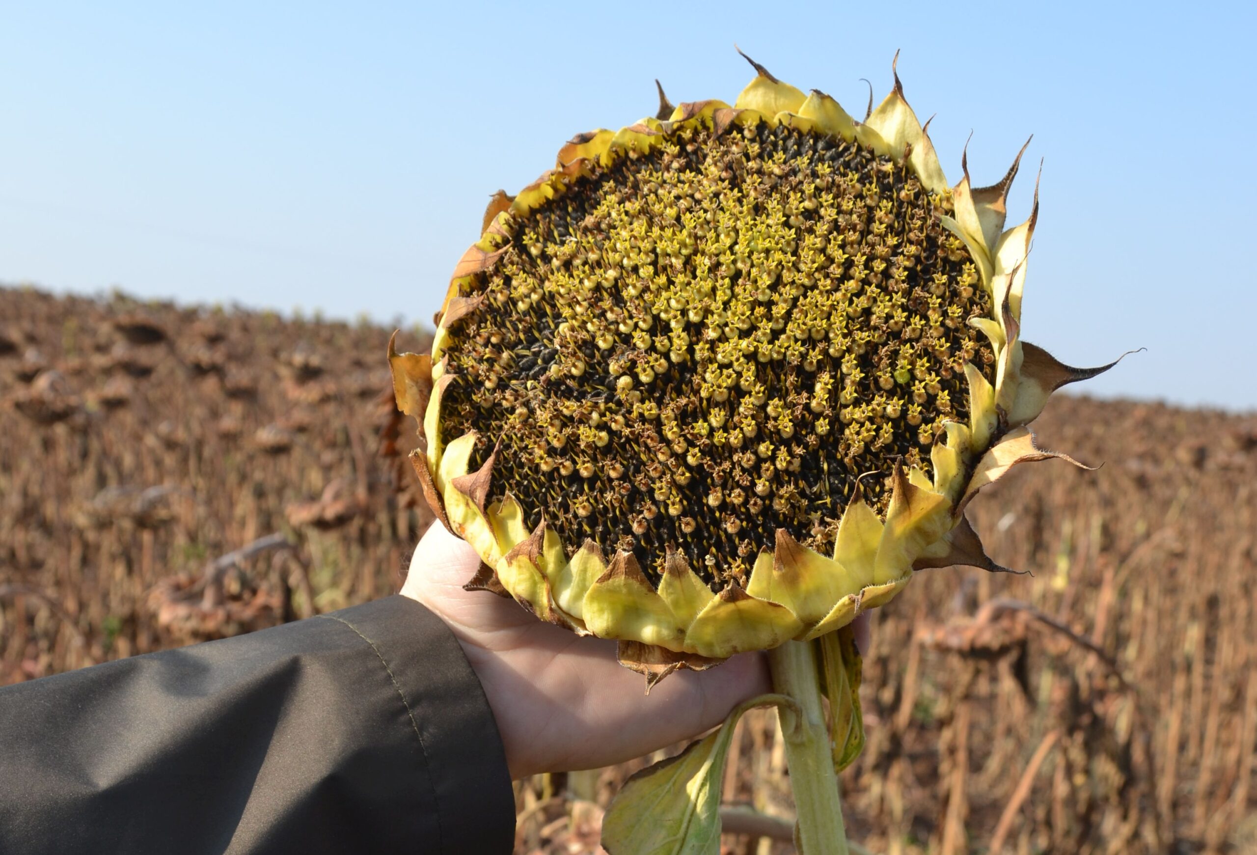 Yağlık ayçiçeği fiyatı belirlendi