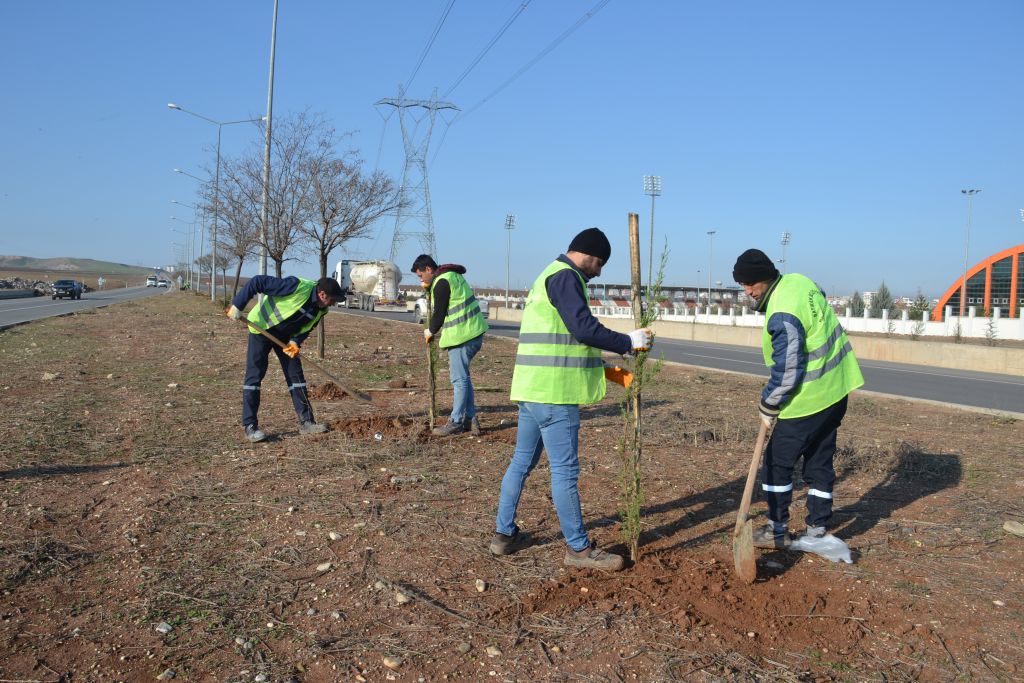Güney çevreyolu ağaçlandırılıyor