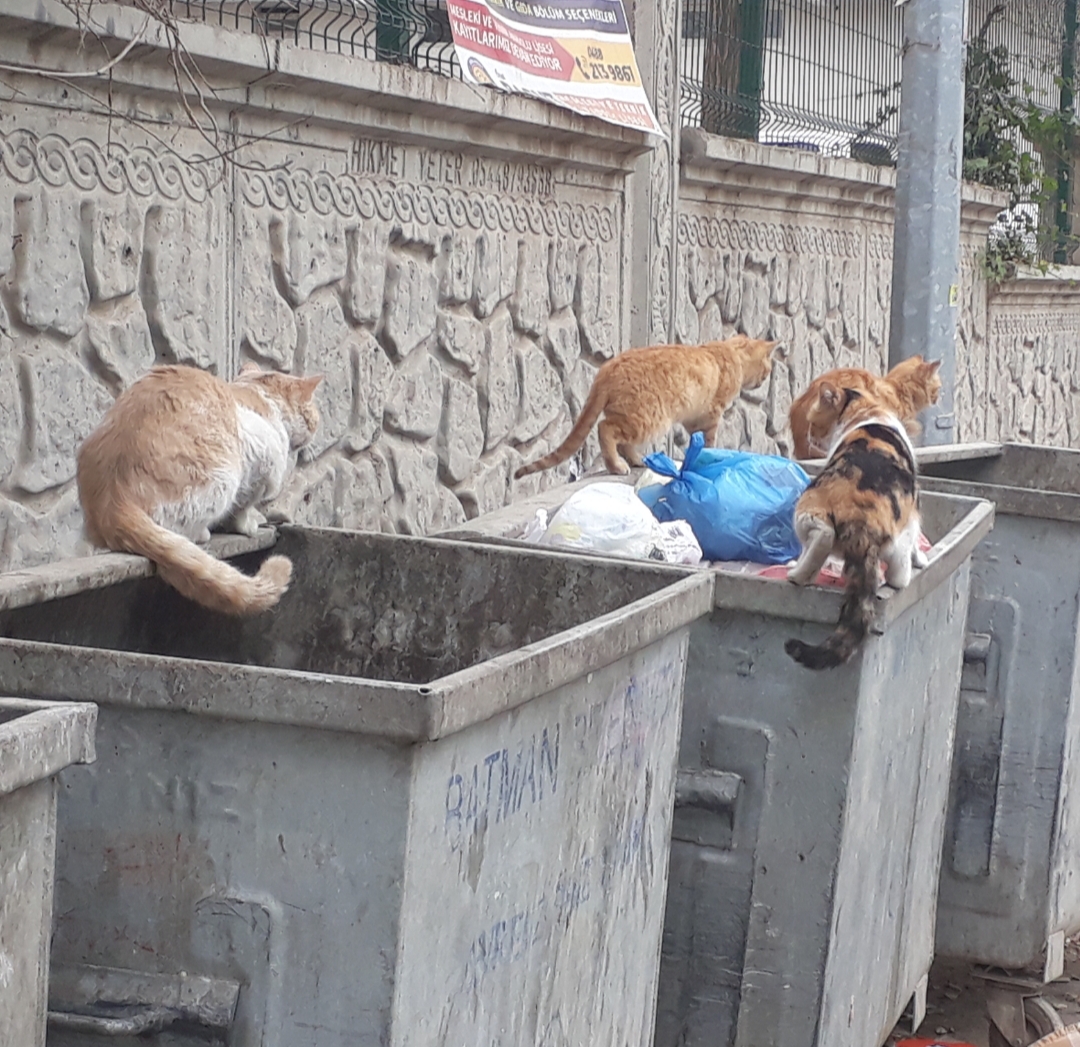 Sokak kedilerinin umudu çöp konteynerleri