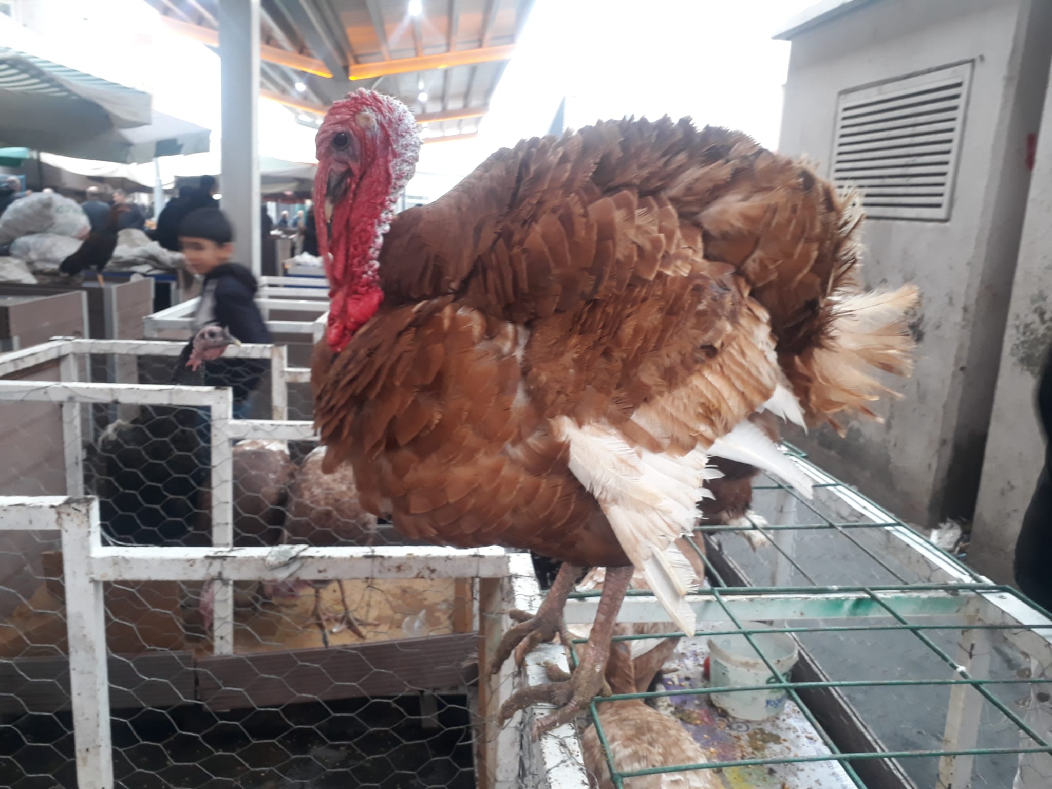 Yılbaşı hindileri elde kaldı