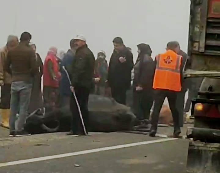 Yoğun sis kazaya neden oldu