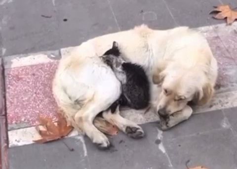 Soğuk havada iç ısıtan görüntü