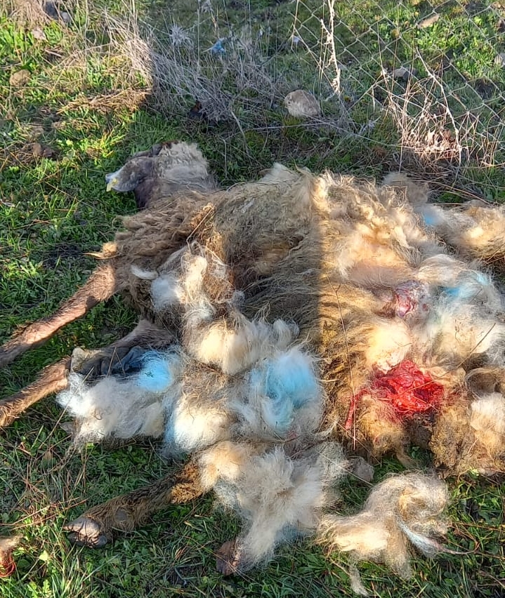 Başıboş köpekler koyunu parçaladı