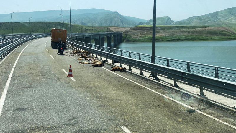 Kamyon koyunları telef etti