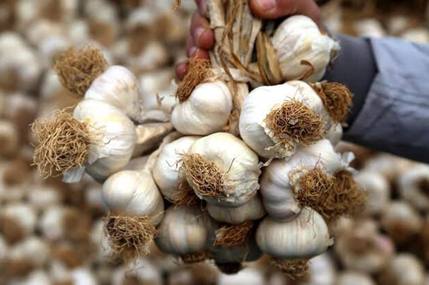 ‘Mehina Sarımsağı’ tescillendi