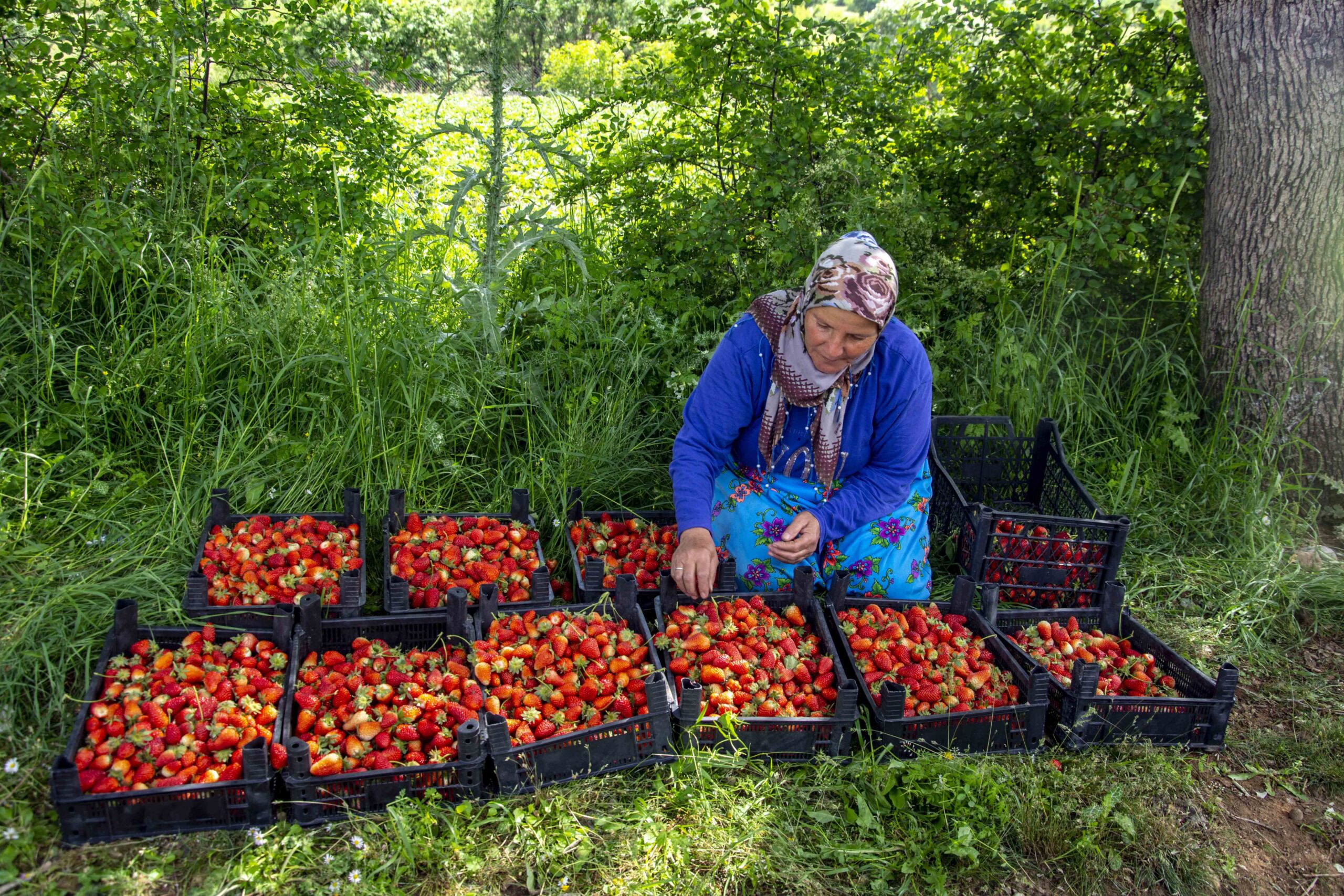 Sason çileğinde hasat başladı