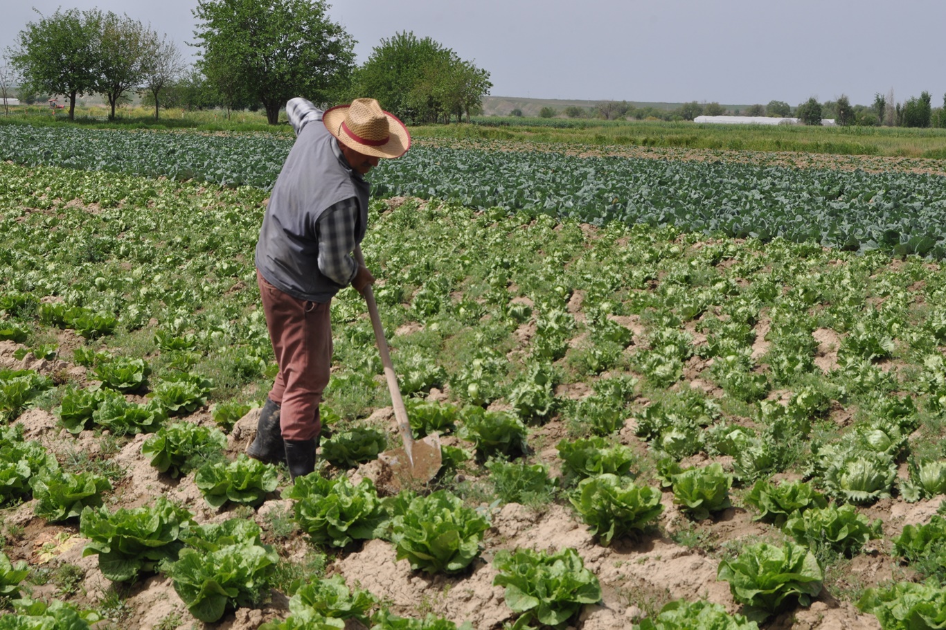 Tarlasında 5 farklı ürün ekiyor