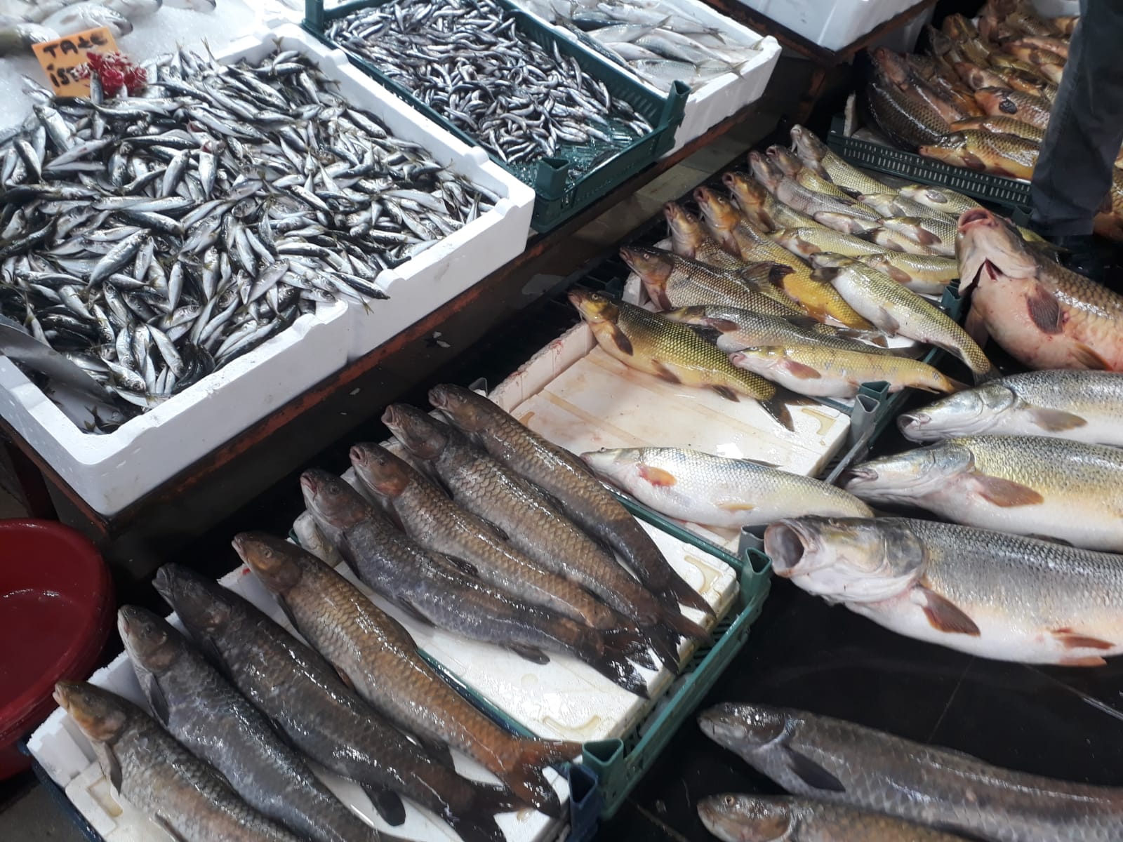 Turna balıklar ilgi görüyor