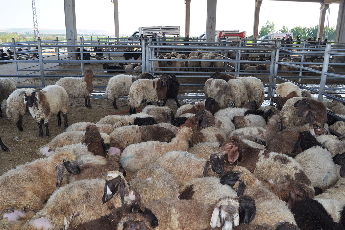 Kurbanlıklar görücüye çıktı