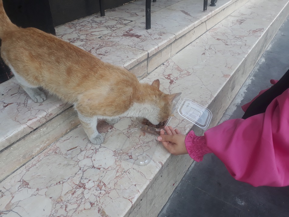 Mama alıp kediyi beslediler