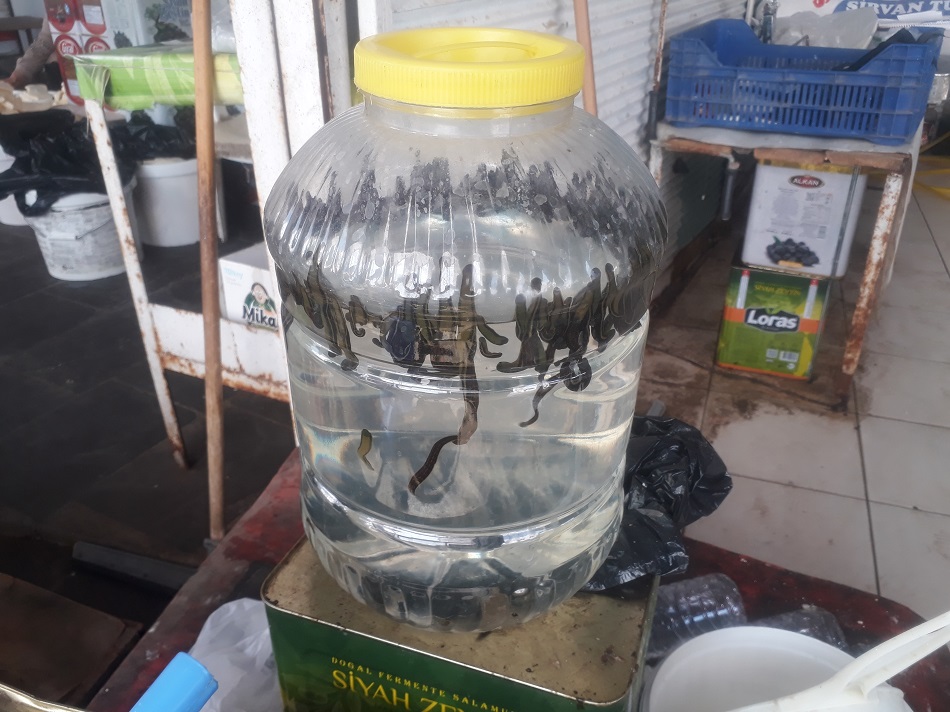 Şifa kaynağı sülükler Alo Tevşo’da