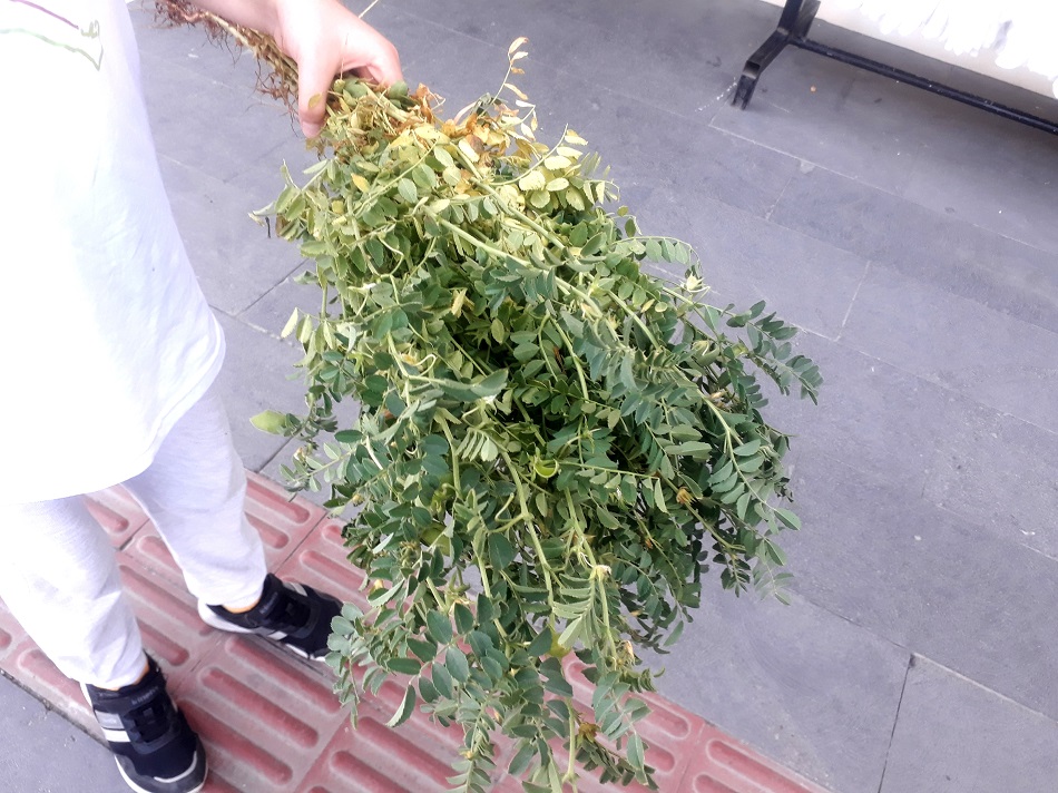 Yeşil nohutun destesi 10 lira