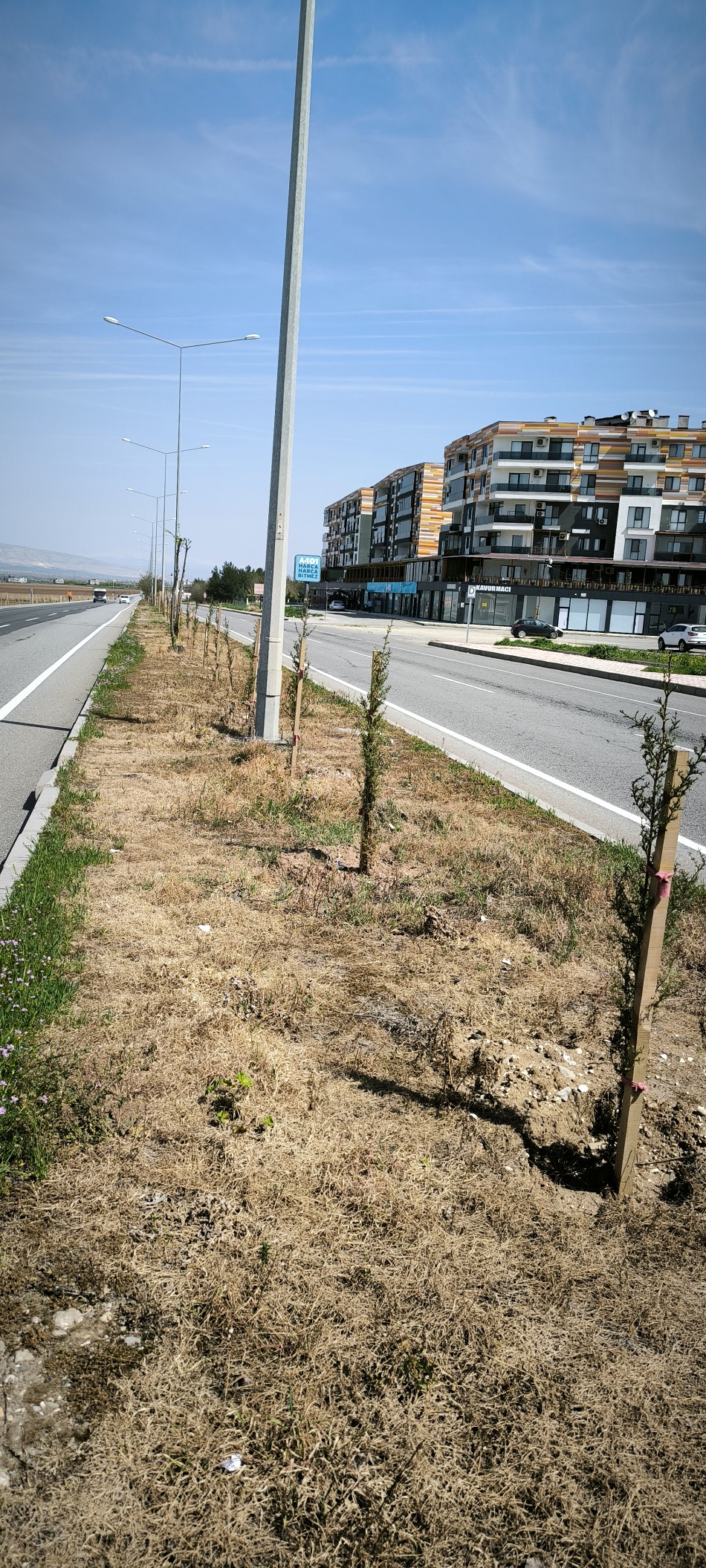 Ağaçlar kurumaya terk edildi!