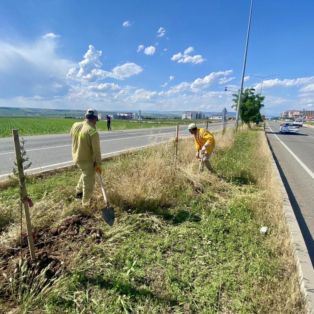 “Ağaçların sulanması için ihale yapıldı”