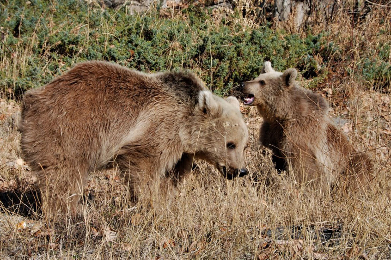 Arıcıların başı ayılarla dertte!