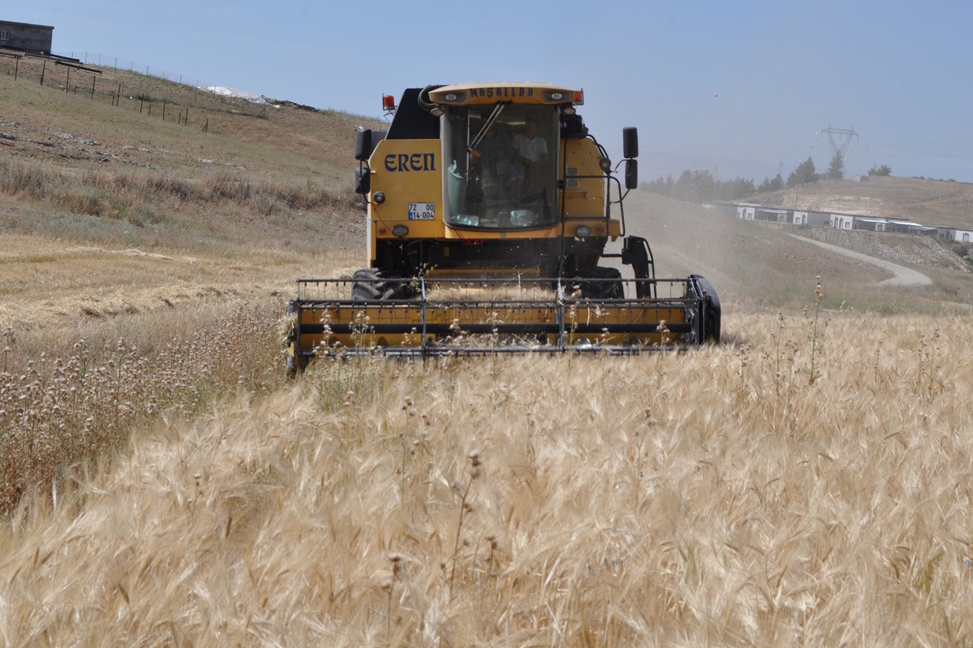 Arpa ve mercimek hasadı başladı