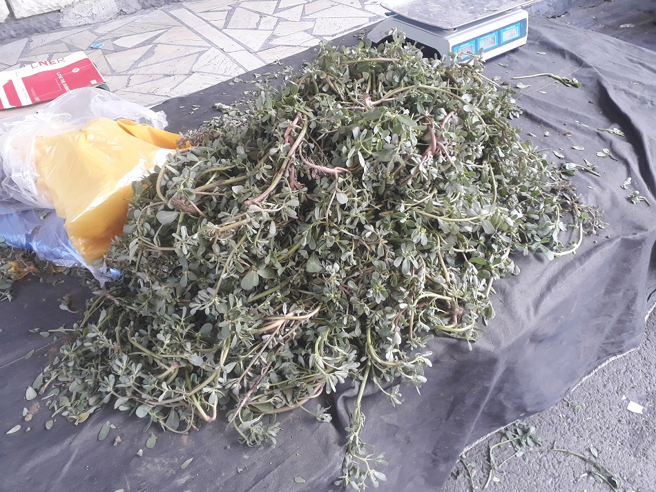 Bahçelerden tezgaha, semizotu