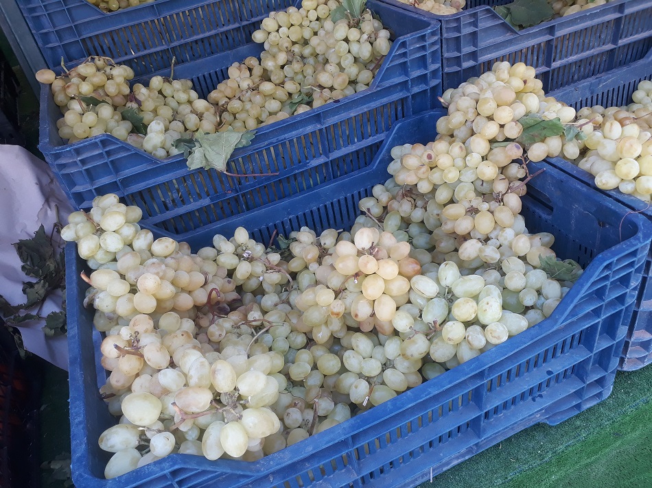 Beyaz üzüm cep yakıyor