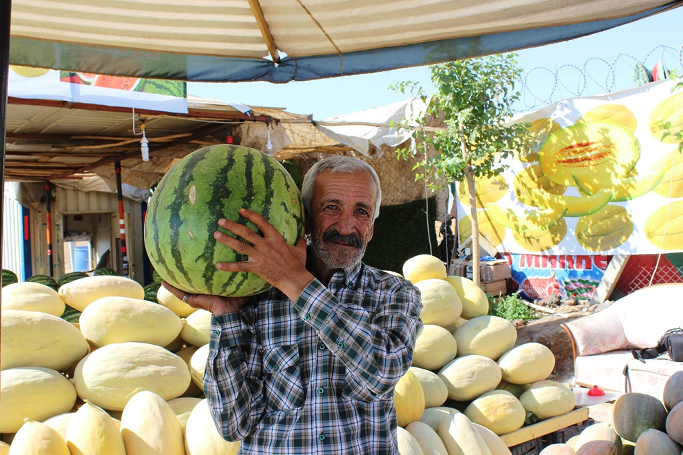 Yazın gözdesi karpuzlara yoğun ilgi