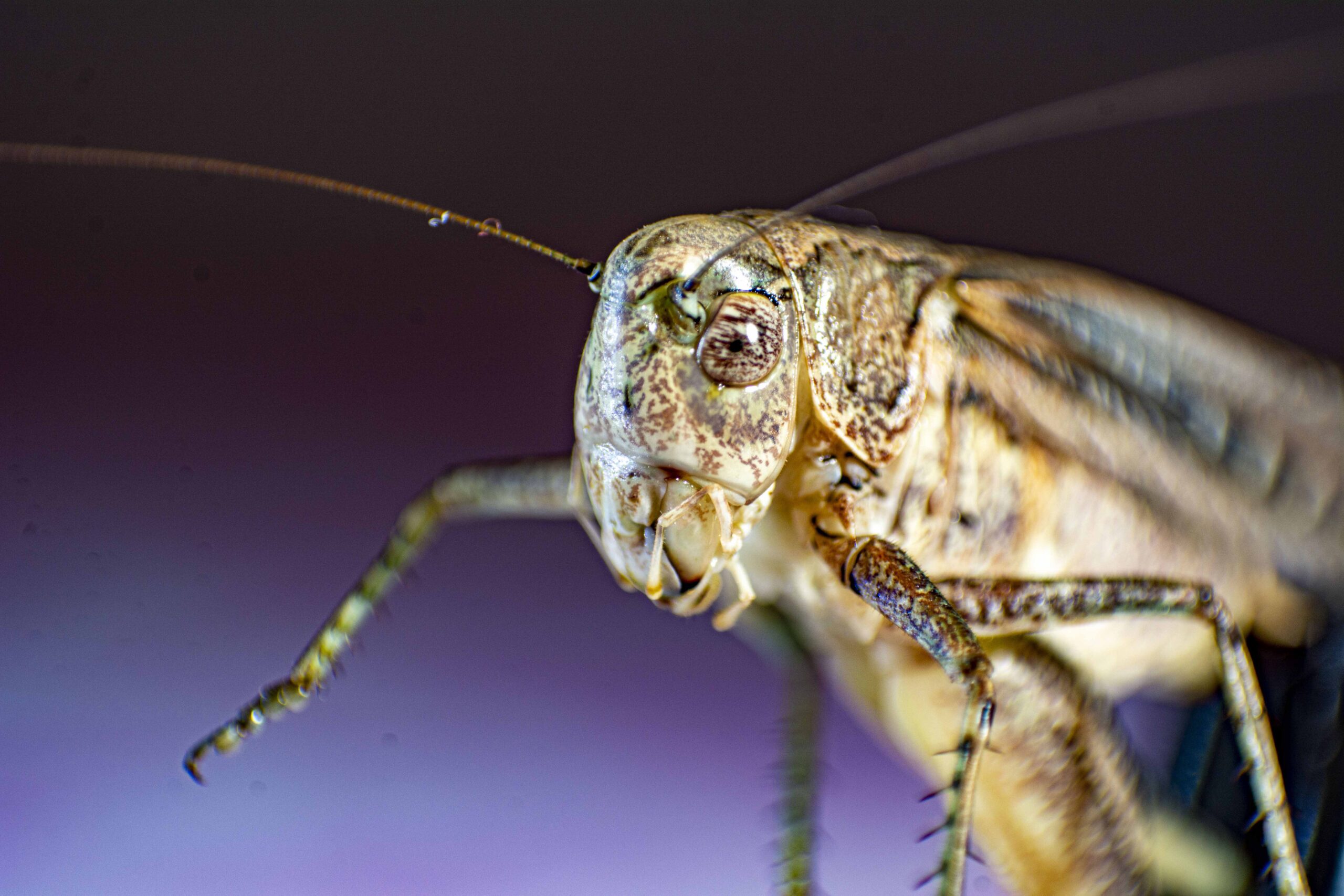 Kartal, çekirge istilasını fotoğrafladı