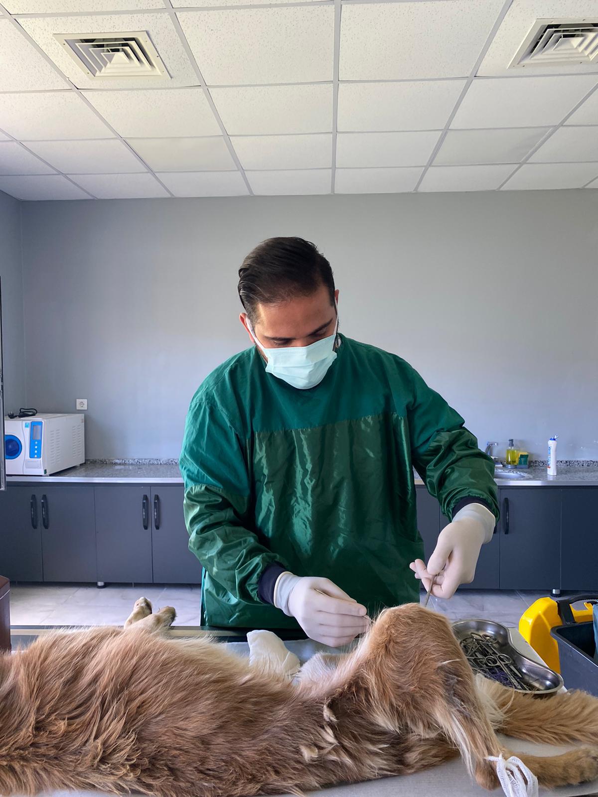 Sahipsiz hayvanlar tedavi ediliyor