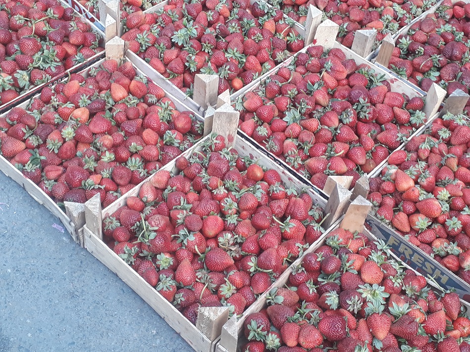 Sason çileği ilgi odağı