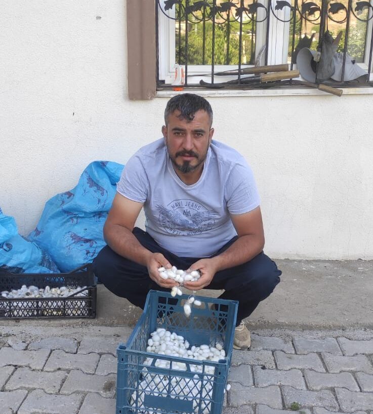 Sason’da koza hasadı başladı