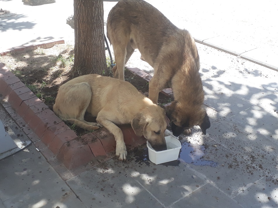 Sıcaktan bunalan köpeklere su verdi