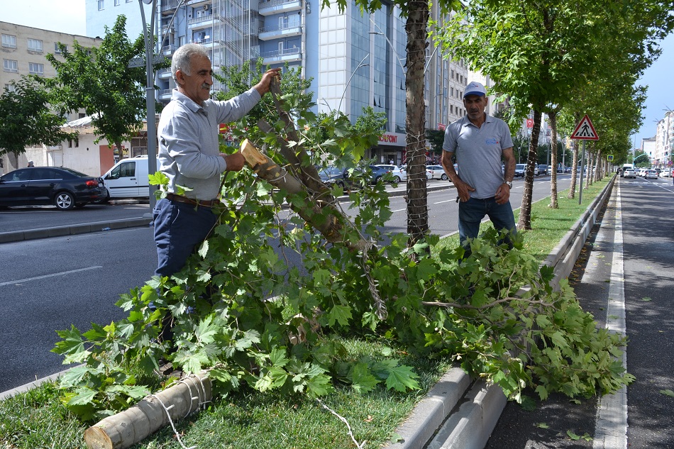 Şiddetli rüzgar ağaç devirdi