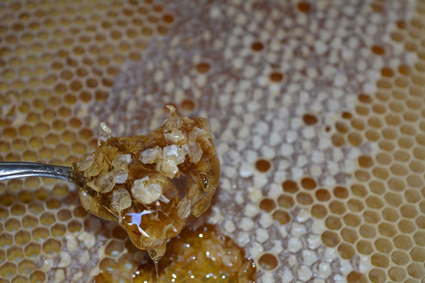 Balın satış fiyatı belirlendi