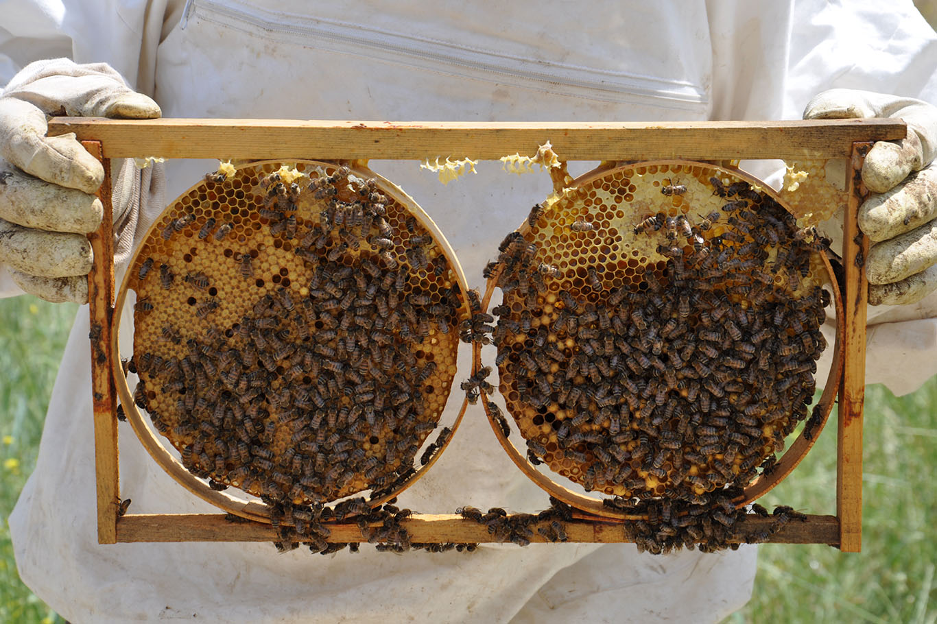 Kentte 240 ton bal üretiliyor