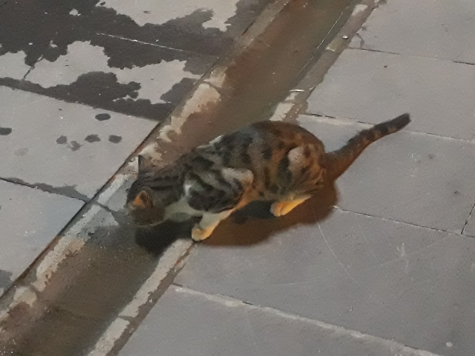 Oluktan kana kana su içti