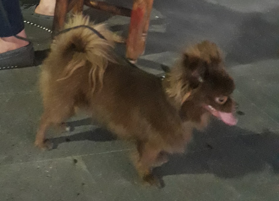 Terrier cinsi köpeğini yanından ayırmıyor