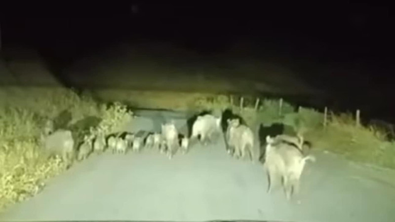 Domuz sürüsüne çarptılar