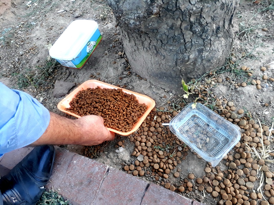 Hayvanlara su ve mama