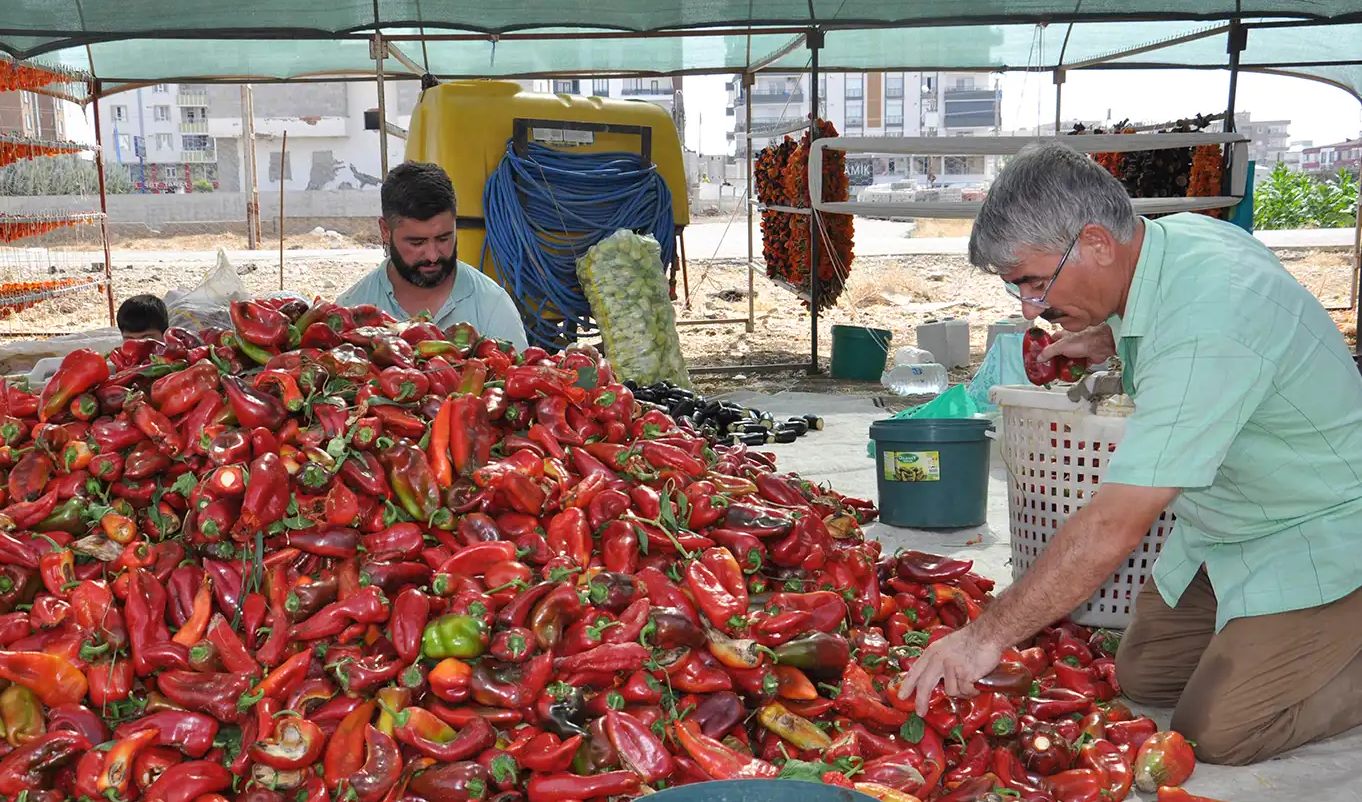 Kurutmalık heyecanı kalmadı