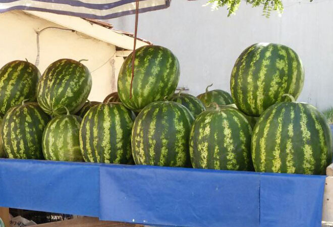 Şerbetli’nin dev karpuzlarına yoğun ilgi