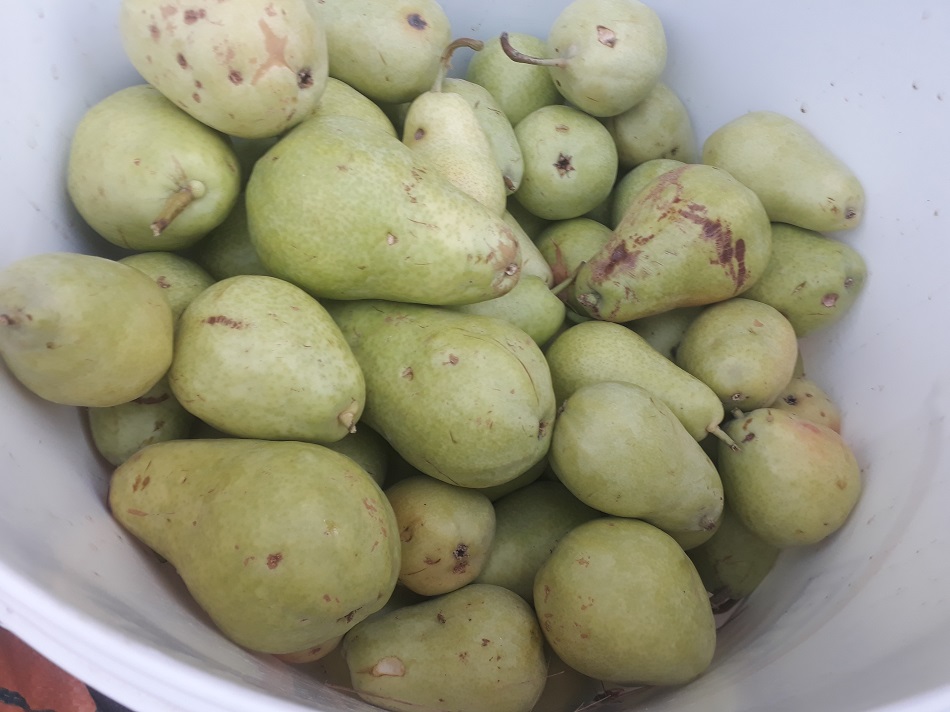 Yerli armut 65 liraya düştü